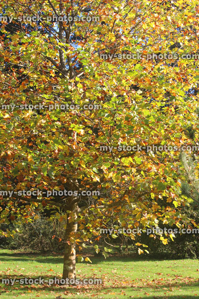 Stock image of London plane tree / fall (Platanus Acerifolia), golden yellow autumn leaves