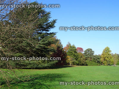 Stock image of park trees in autumn sunshine, grass, path, magnolia, oak, Scots pine