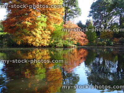 Stock image of autumn trees / fall foliage reflecting pond, Japanese maple (acer palmatum) / bald cypress (taxodium)