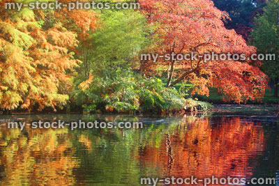 Stock image of autumn trees / fall foliage reflecting pond, Japanese maple (acer palmatum) / bald cypress (taxodium)