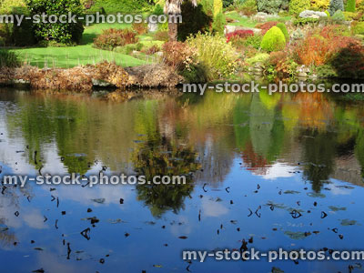 Stock image of rockery garden, dwarf conifers, autumn fall colours, pond reflections