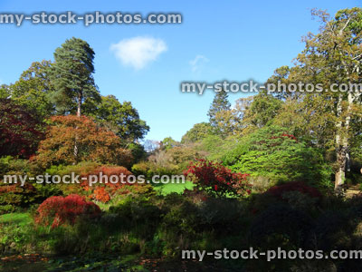 Stock image of landscaped garden, conifers, Japanese maple autumn fall colours, pond reflections