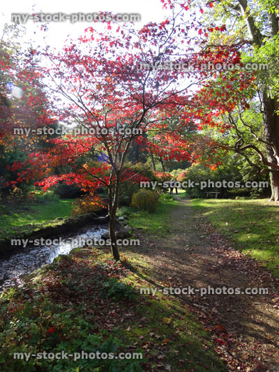 Stock image of Japanese maple tree / fall (Acer Palmatum Osakazuki), red autumn leaves, stream