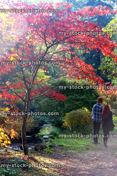 Stock image of Japanese maple tree / fall (Acer Palmatum Osakazuki), red autumn leaves, children walking / pathway
