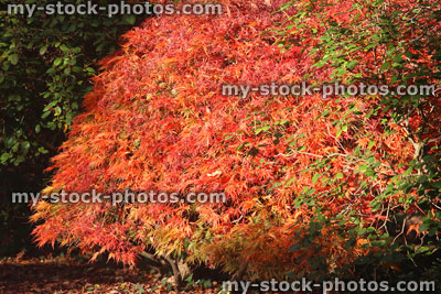 Stock image of Japanese maple tree / fall (Acer Palmatum Atropurpureum Dissectum), red autumn leaves