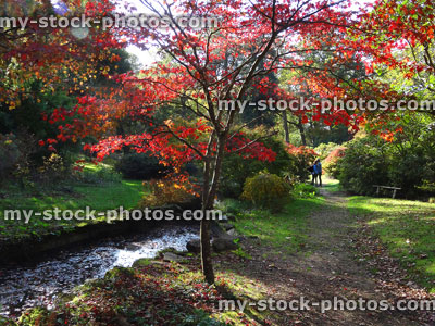 Stock image of Japanese maple tree / fall (Acer Palmatum Osakazuki), red autumn leaves, stream