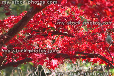 Stock image of red Japanese maple leaves / autumn fall colours, acer palmatum