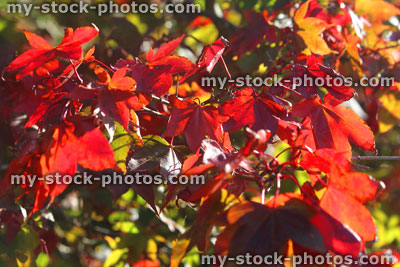 Stock image of red Japanese maple leaves / autumn fall colours, acer palmatum