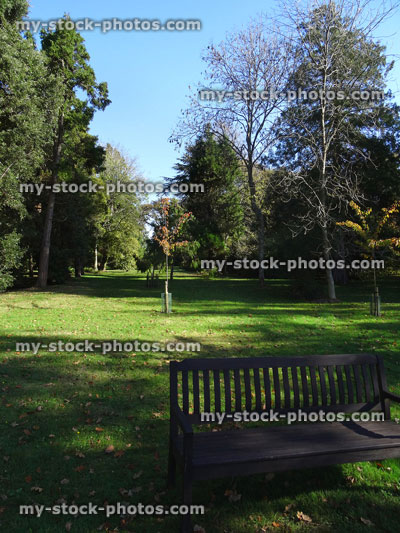 Stock image of wooden park bench, autumn fall colours, young saplings