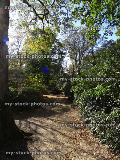 Stock image of sunny woodland in autumn with dappled shade / shadows on path