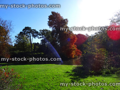 Stock image of field, trees, landscape scenery, sunny day, lens flare
