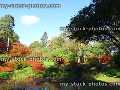 Stock image of autumn garden / fall colours, red Japanese maple leaves / acer palmatum