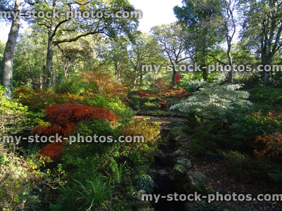 Stock image of autumn garden / fall colours, red Japanese maple leaves (acer palmatum), English oak trees (quercus robur), waterfall