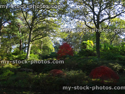 Stock image of autumn garden / fall colours, red Japanese maple leaves (acer palmatum), English oak trees (quercus robur)