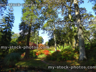 Stock image of autumn garden / fall colours, red Japanese maple leaves / acer palmatum, sequoia trees