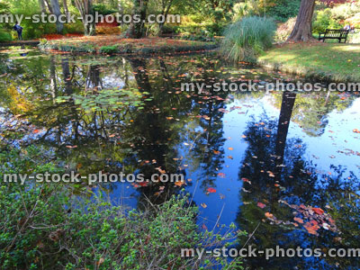 Stock image of autumn garden / fall colours, Japanese maple leaves (acer palmatum), English oak trees (quercus robur), pond