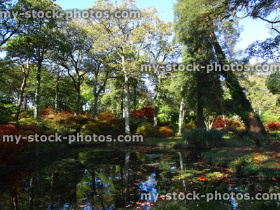 Stock image of autumn garden / fall colours, red Japanese maple leaves / acer palmatum, oak trees