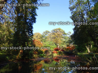 Stock image of autumn garden / fall colours, red Japanese maple leaves / acer palmatum, sequoia trees