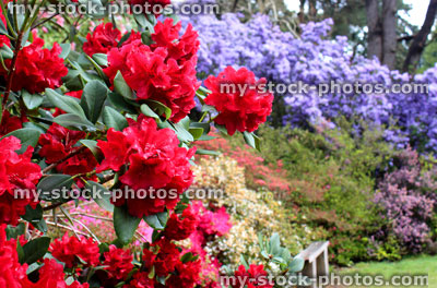 Stock image of formal garden of azaleas shrub flowers in spring