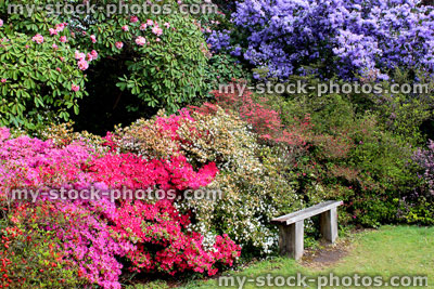 Stock image of formal garden of azaleas shrub flowers in spring