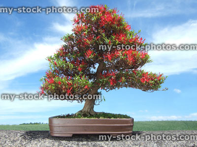 Stock image of Bonsai Azalea Tree, Satsuki variety Kinsai, (Rhododendron indicum) 