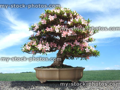 Stock image of Bonsai Azalea Tree, Satsuki variety Nikko, (Rhododendron indicum)