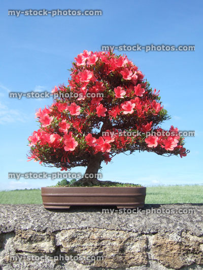 Stock image of Bonsai Azalea Tree, Satsuki variety Kinsai, (Rhododendron indicum)