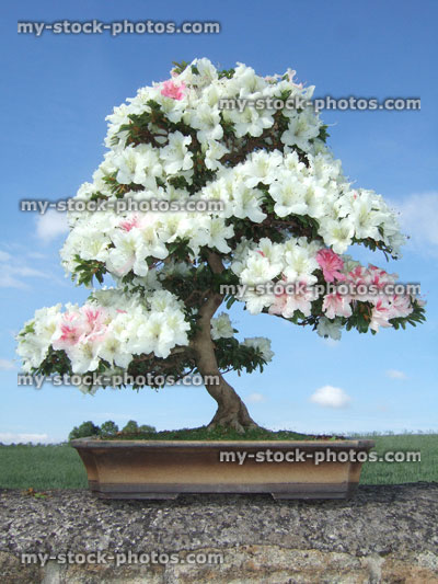 Stock image of Bonsai Azalea Tree, Satsuki variety Kaho, (Rhododendron indicum)
