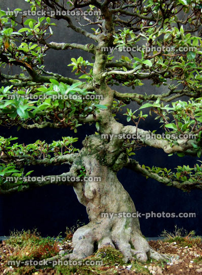 Stock image of Satsuki Azalea Bonsai Tree (Kaho)