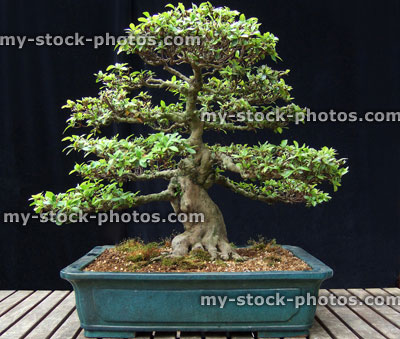 Stock image of Satsuki Azalea Bonsai Tree, Variety 'Kaho'