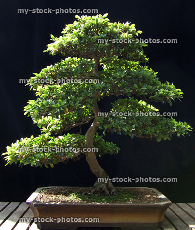 Stock image of Kaho satsuki azalea bonsai tree, informal upright style