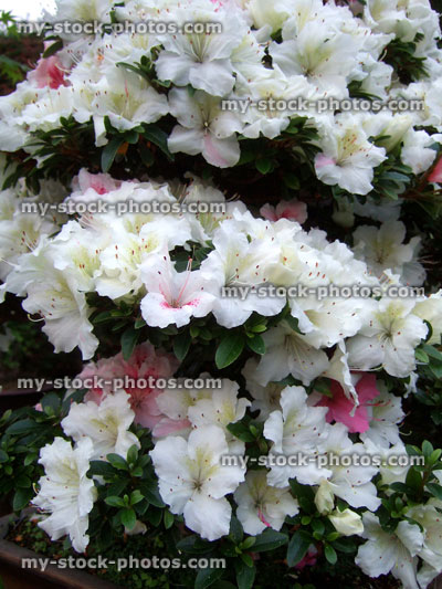 Stock image of white pink blossom / flowers on kaho azalea bonsai tree