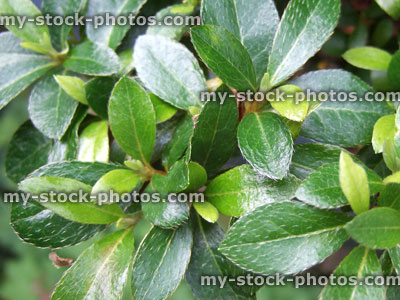 Stock image of green glossy leaves of satsuki azalea bonsai tree