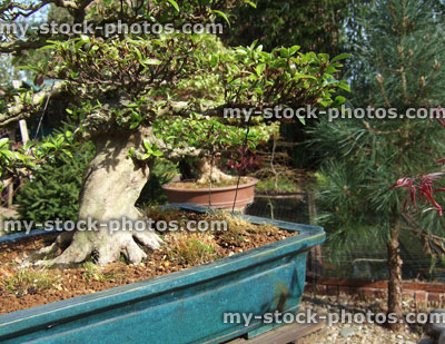 Stock image of Bonsai Kaho Azalea and Pot (close up)