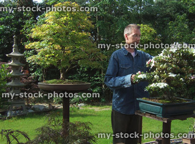 Stock image of man pruning bonsai trees in Japanese garden