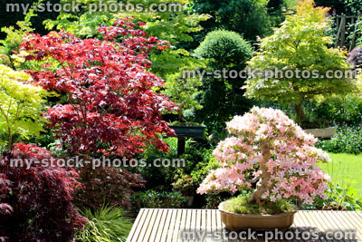 Stock image of satsuki azalea bonsai in full flower, Japanese garden