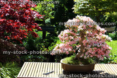 Stock image of satsuki azalea bonsai in full flower, Japanese garden
