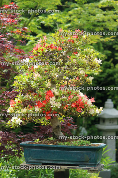 Stock image of specimen satsuki azalea bonsai tree, red / white flowers