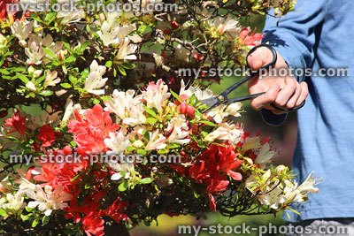 Stock image of satsuki azalea bonsai tree being pruned with scissors