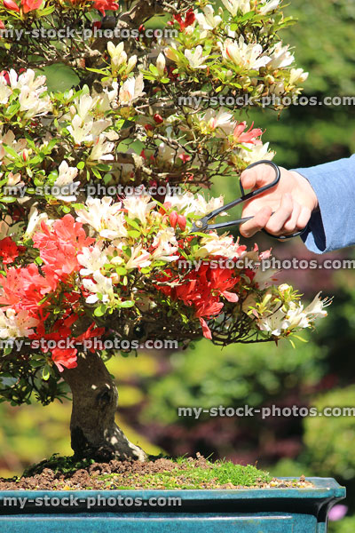 Stock image of azalea bonsai tree with red and white flowers
