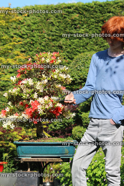 Stock image of boy pruning flowers on azalea bonsai tree in garden