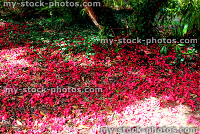 Stock image of red rhododendron flower petals that have fallen to ground