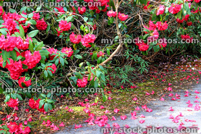 Stock image of red rhododendron flowers and falling old petals