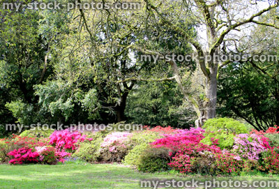 Stock image of colourful azalea flowers (rhododendron shrubs) in spring garden