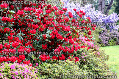 Stock image of colourful azalea flowers (rhododendron shrubs) in spring garden 