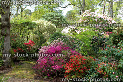 Stock image of colourful azalea flowers (rhododendron shrubs) in spring garden 
