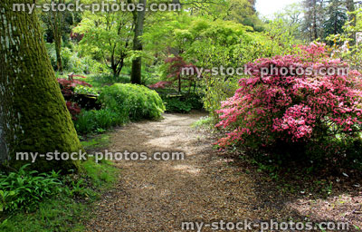 Stock image of colourful azalea flowers (rhododendron shrubs) in spring garden