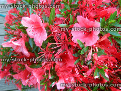 Stock image of red flowers on kinsai satsuki azalea bonsai tree