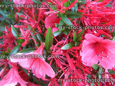 Stock image of red flowers on kinsai satsuki azalea bonsai tree