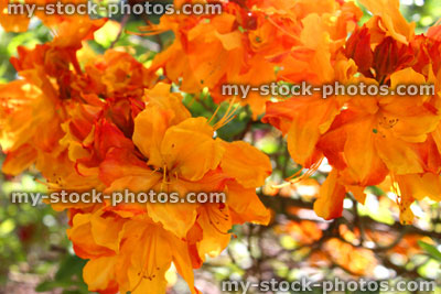 Stock image of orange azalea flowers in garden (rhododendron)